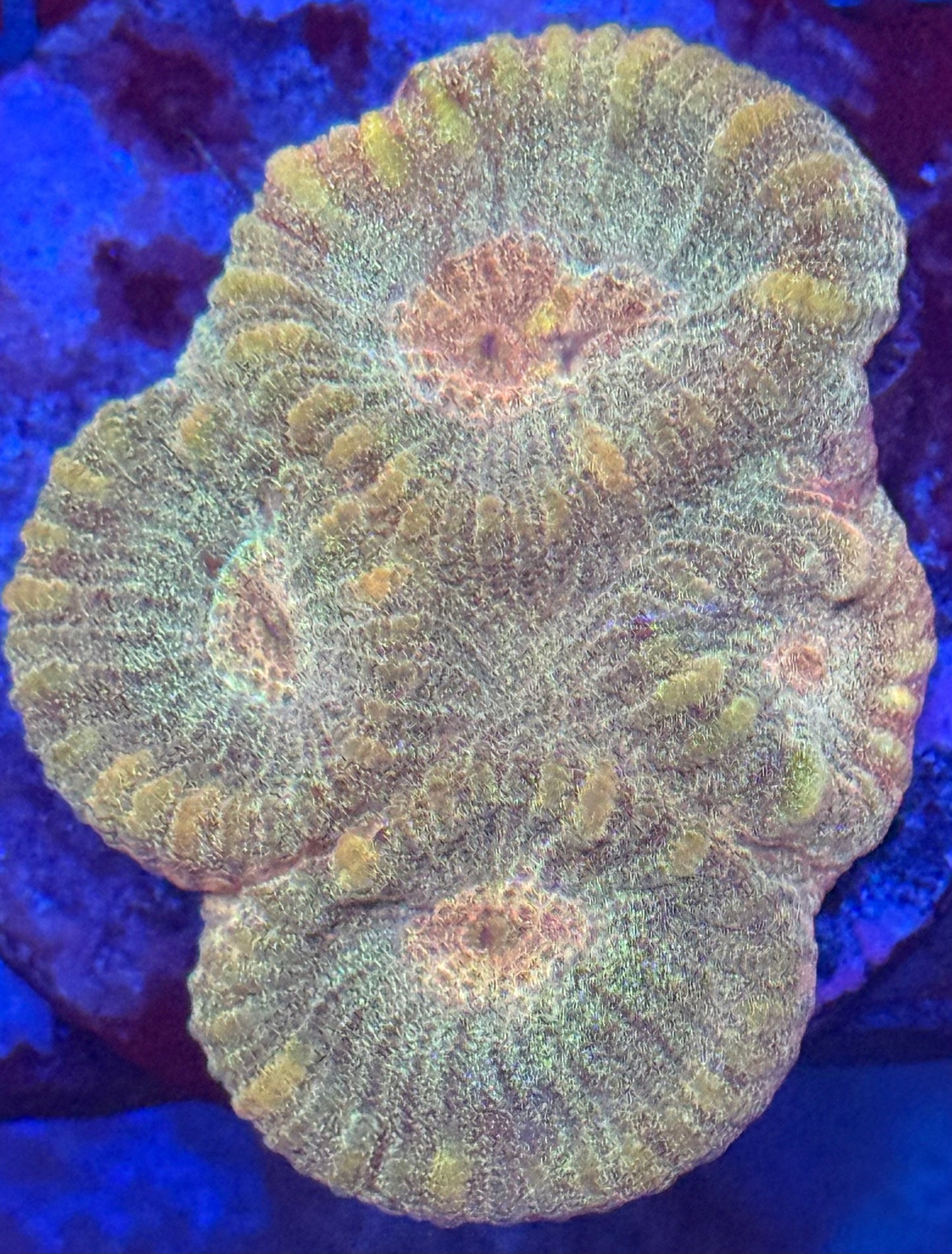 Gold Favia