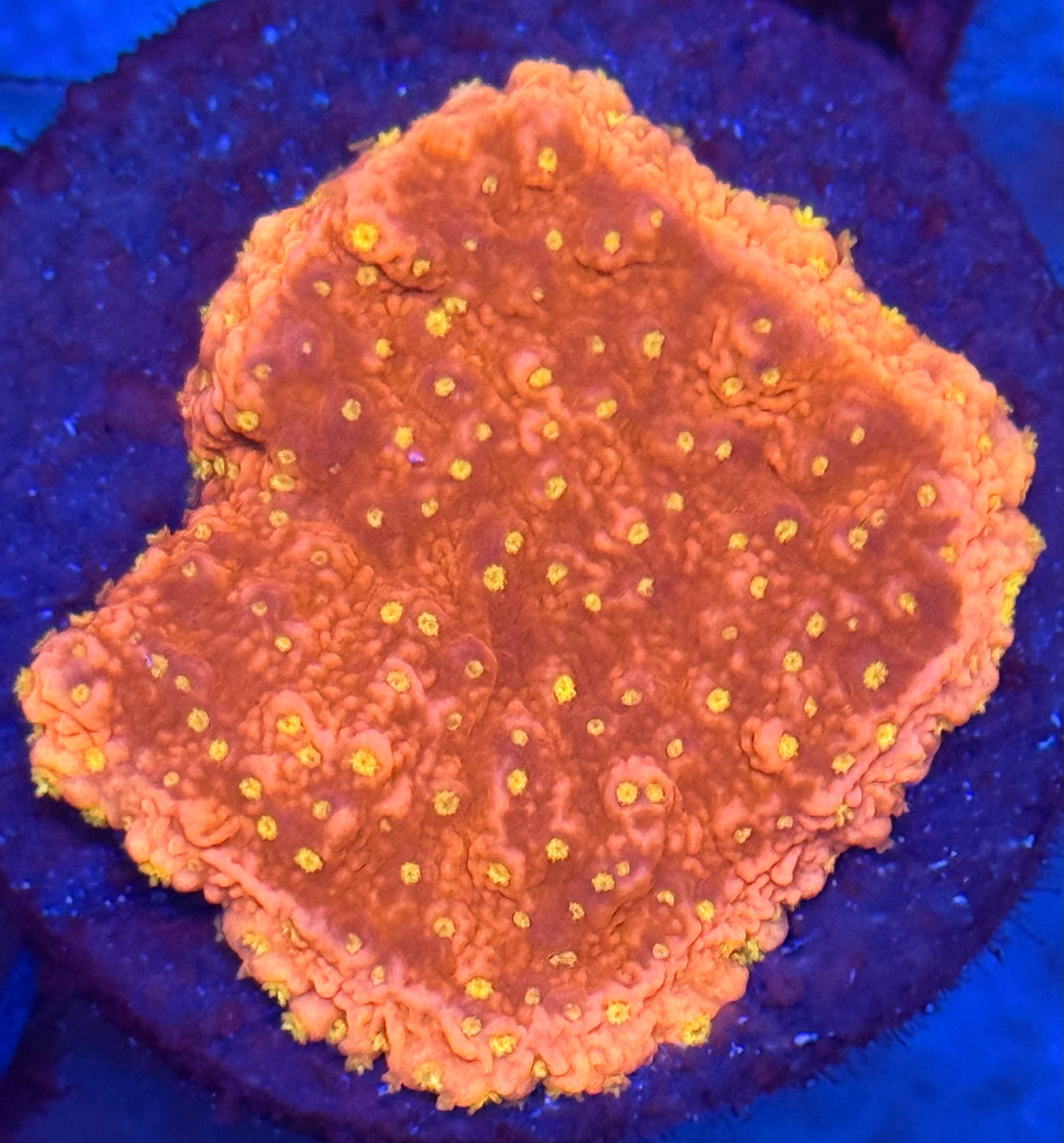 Sunburst Montipora