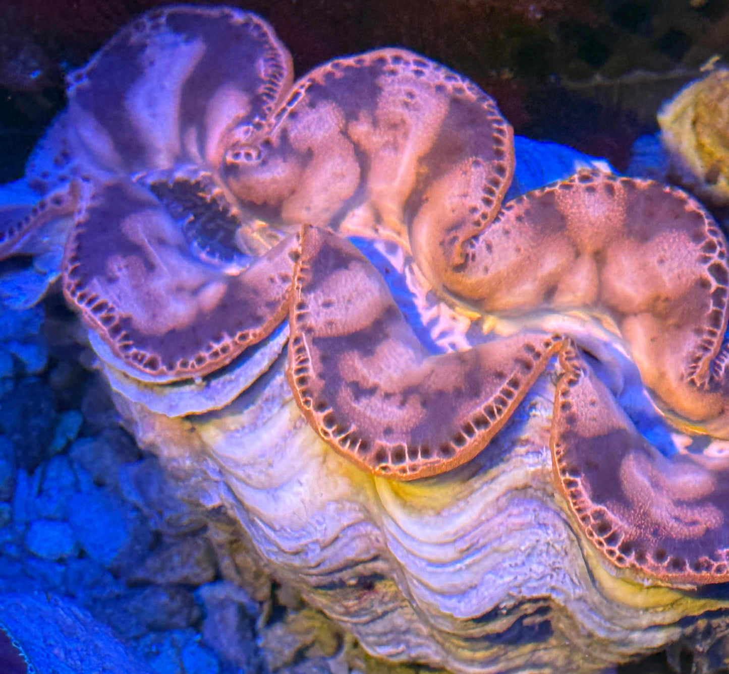 Gold Maxima Clam- Auction