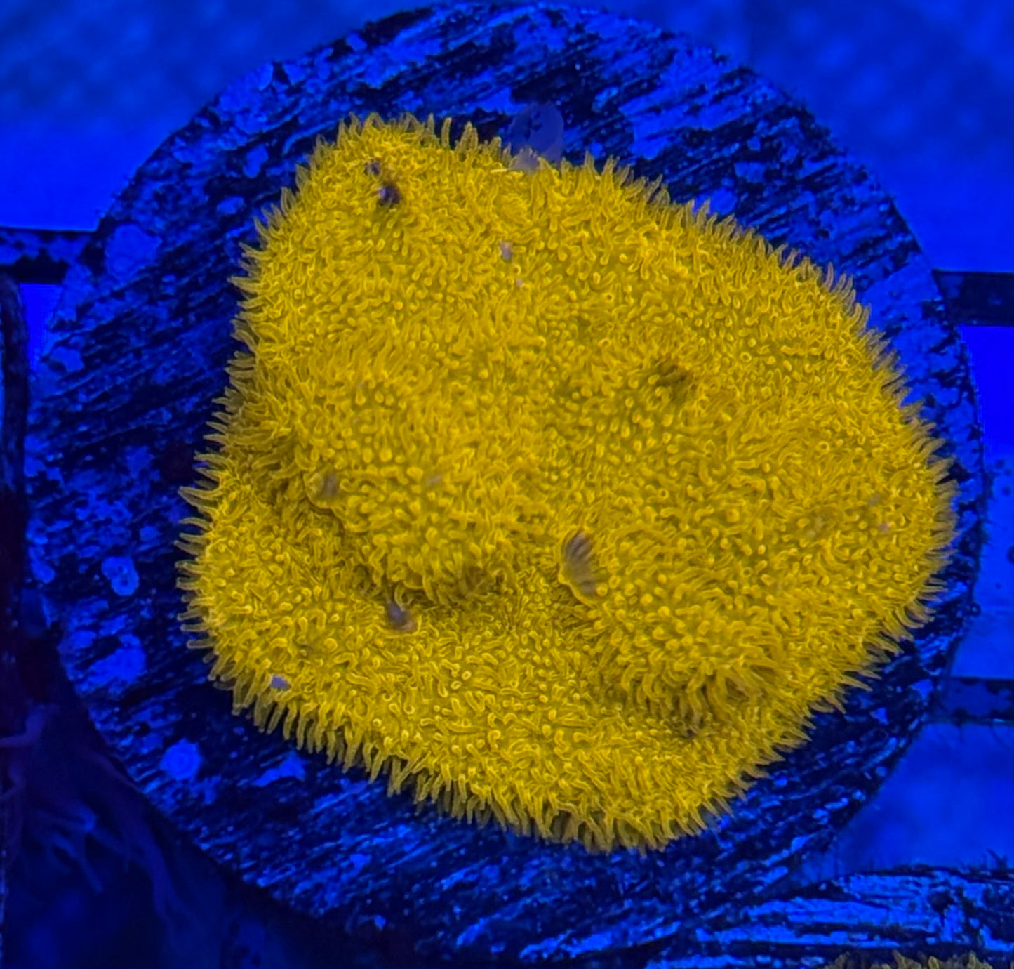 Midas Psammocora- Auction