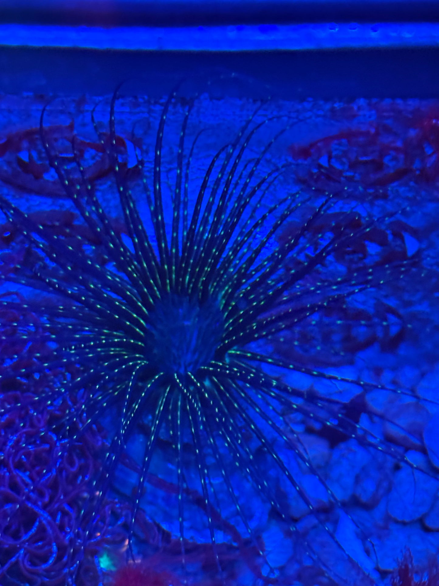 Black Magic Tube Anemone- Auction