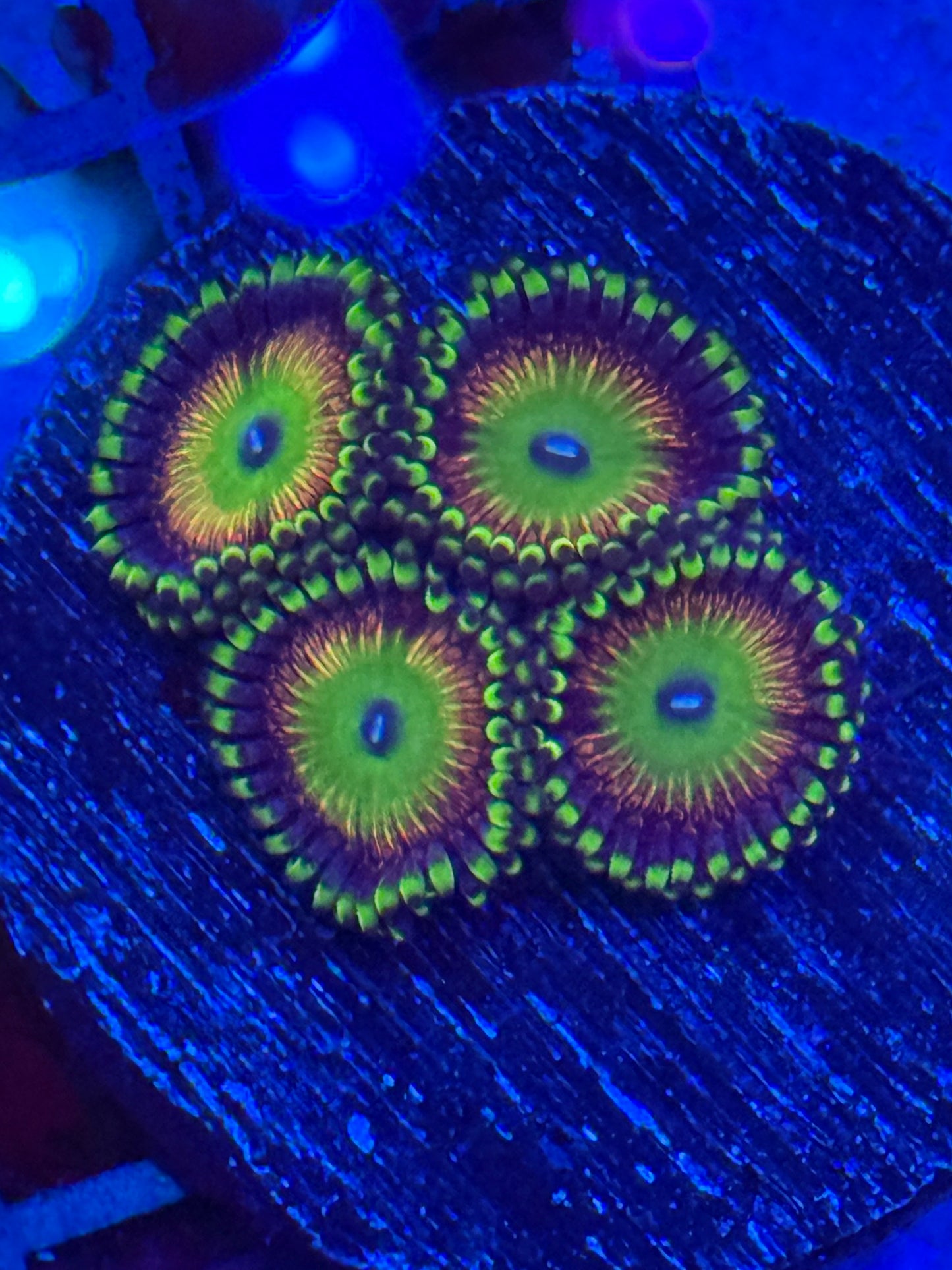 Money Shot Zoas