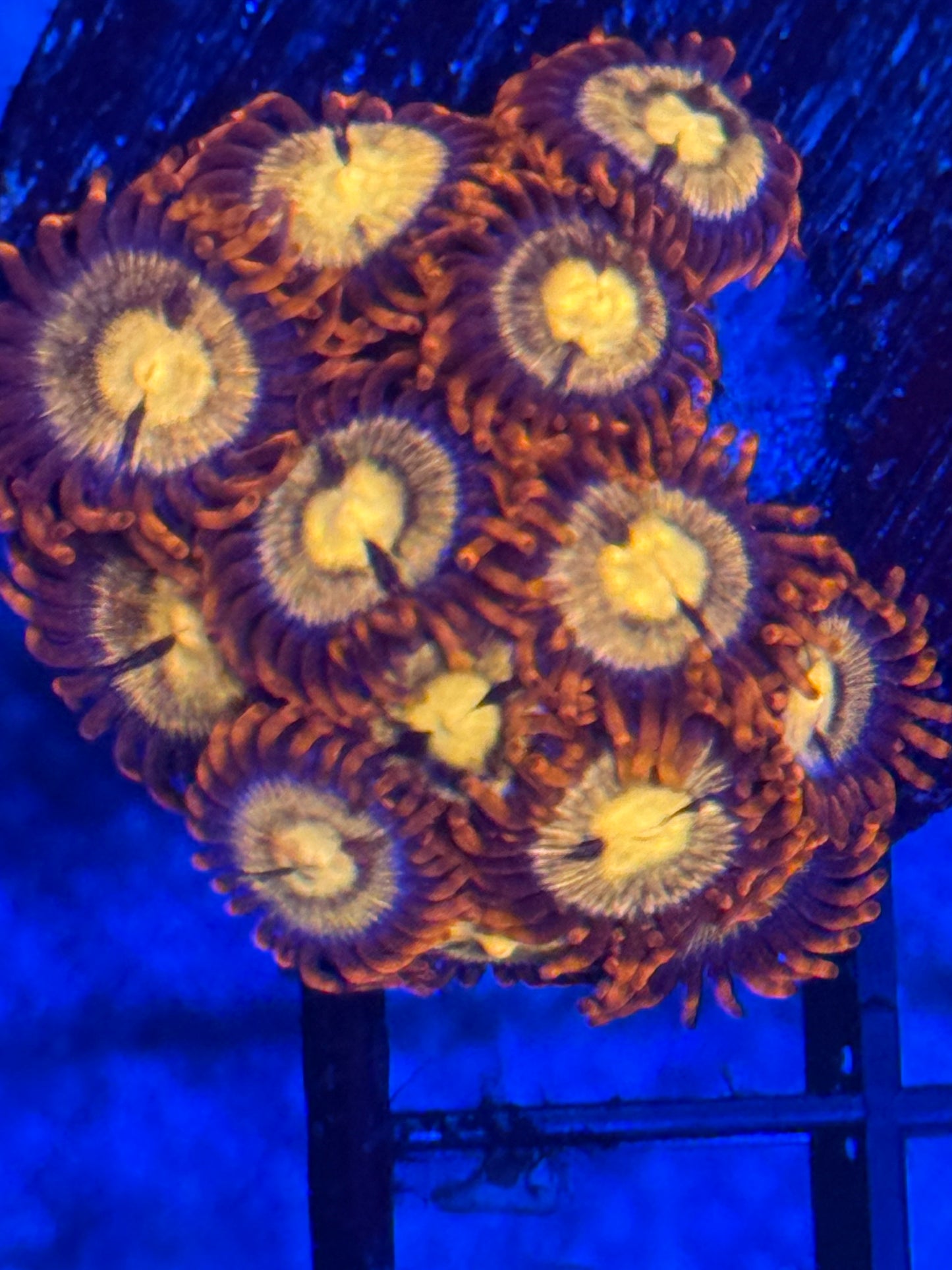 Zoas