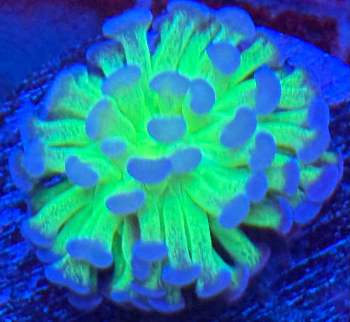 Purple faded tip Hammer- Auction