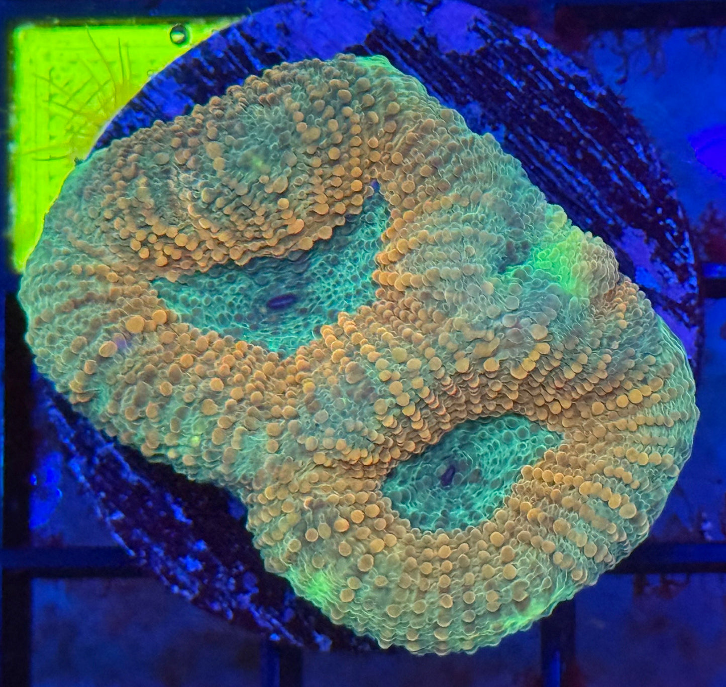 Tri- color Echinata- Auction