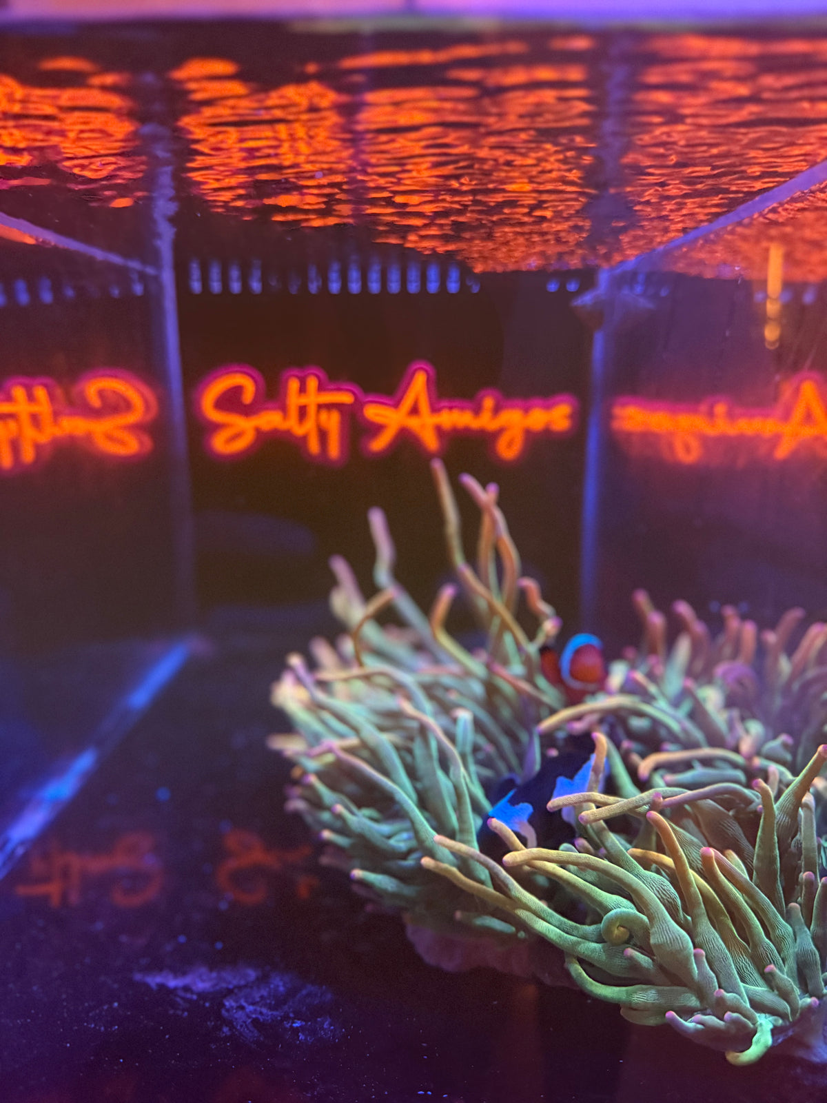 Holy Grail Anemone