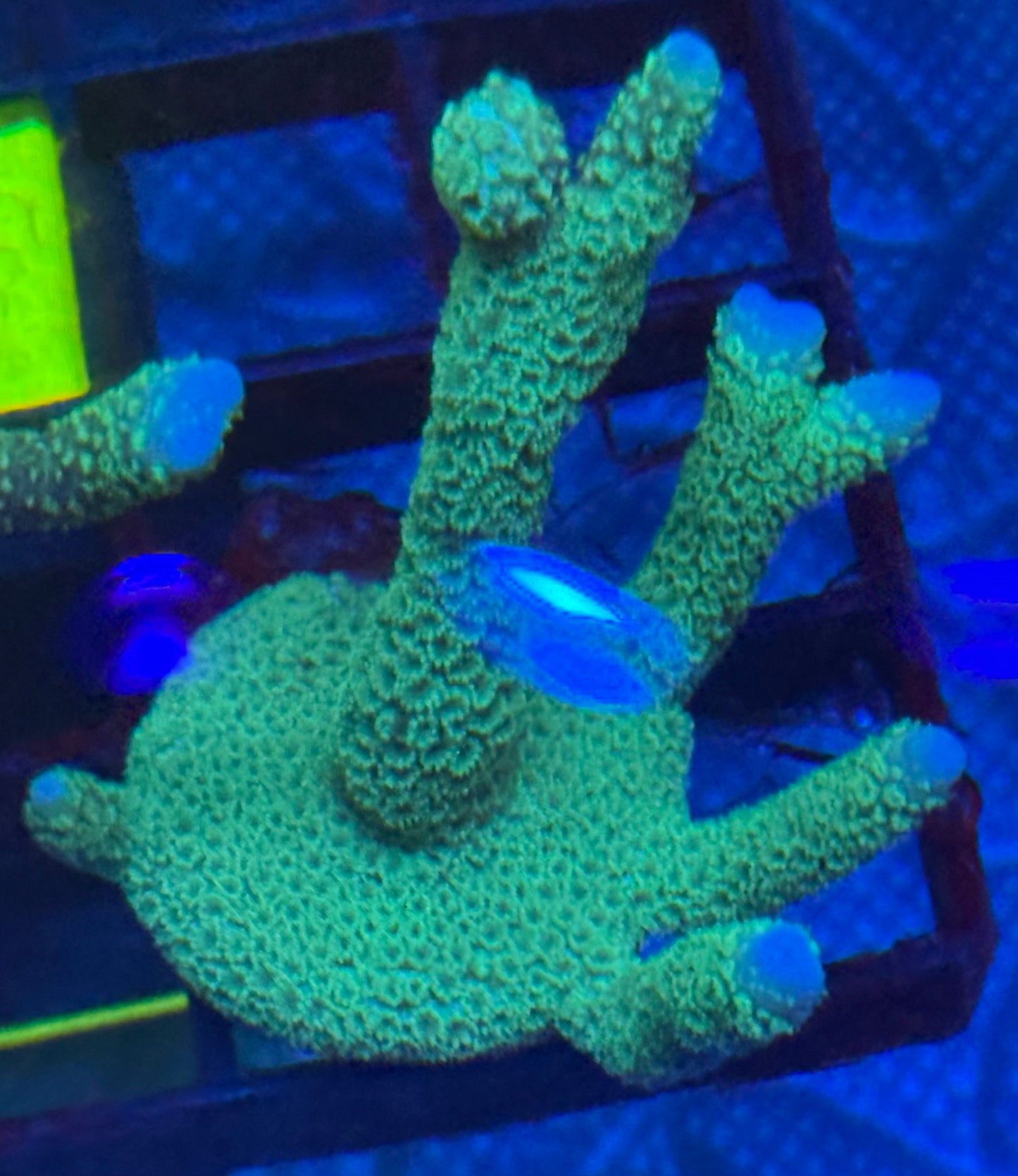 Green Orange Eye polyp Montipora Digitata- Auction