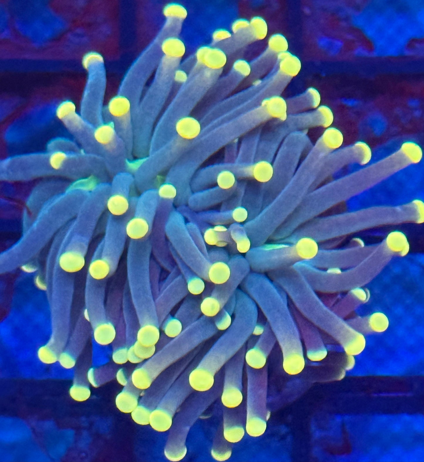 Yellow Tip Green Base Torch- Auction