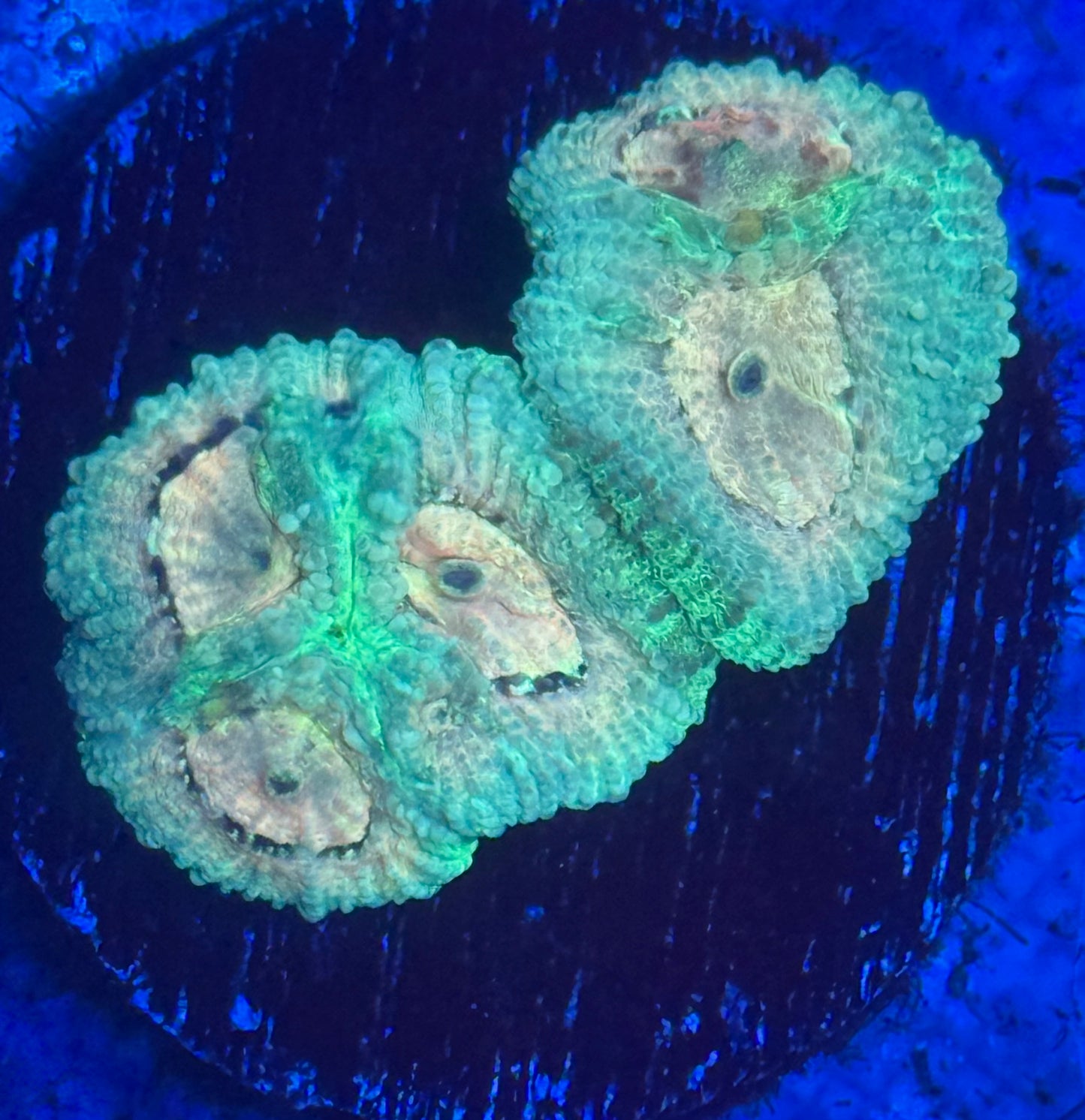 Lemon Lime Favia - Auction
