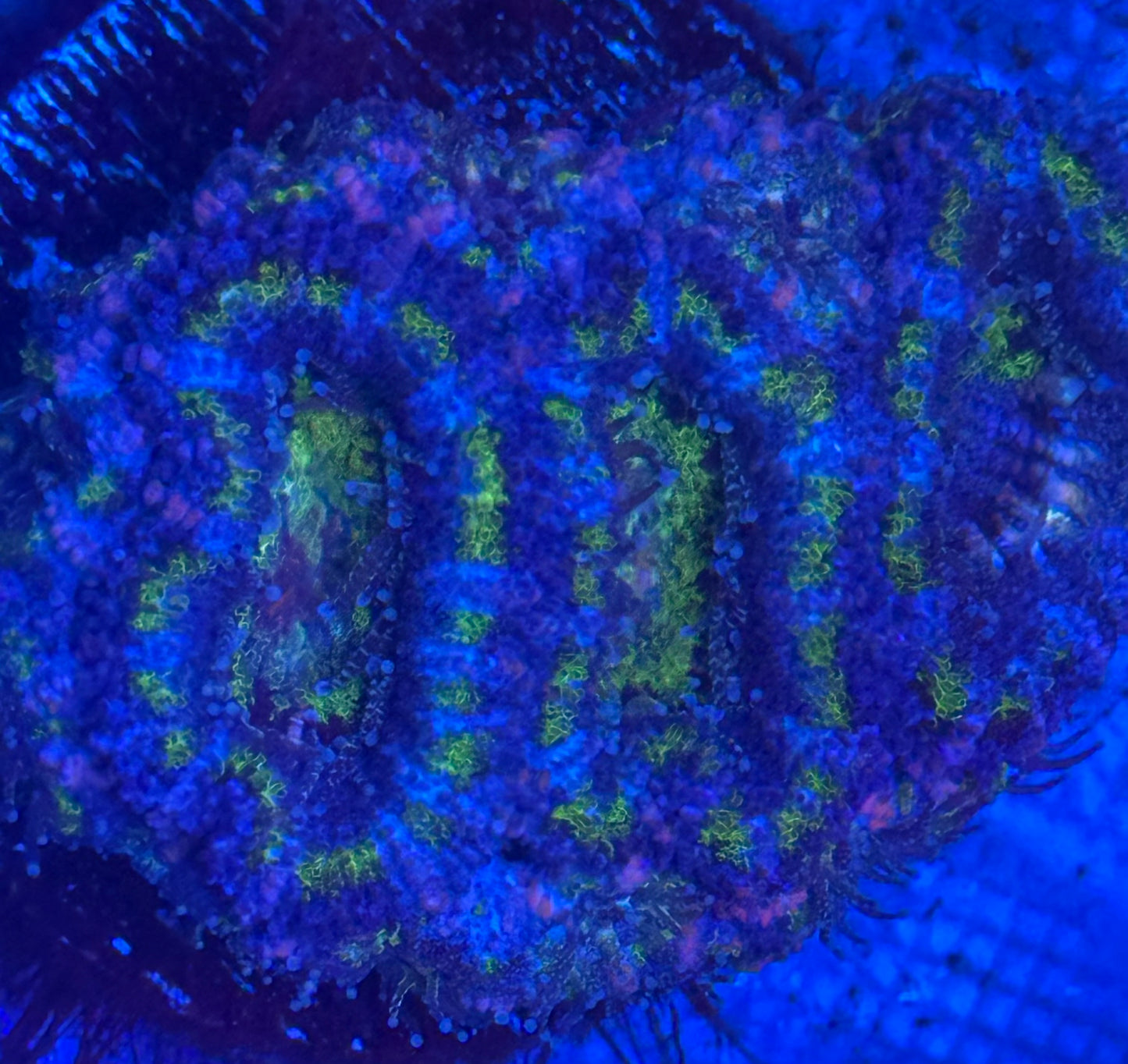 Purple Green Blue and Pink Acan Mini Colony- Auction