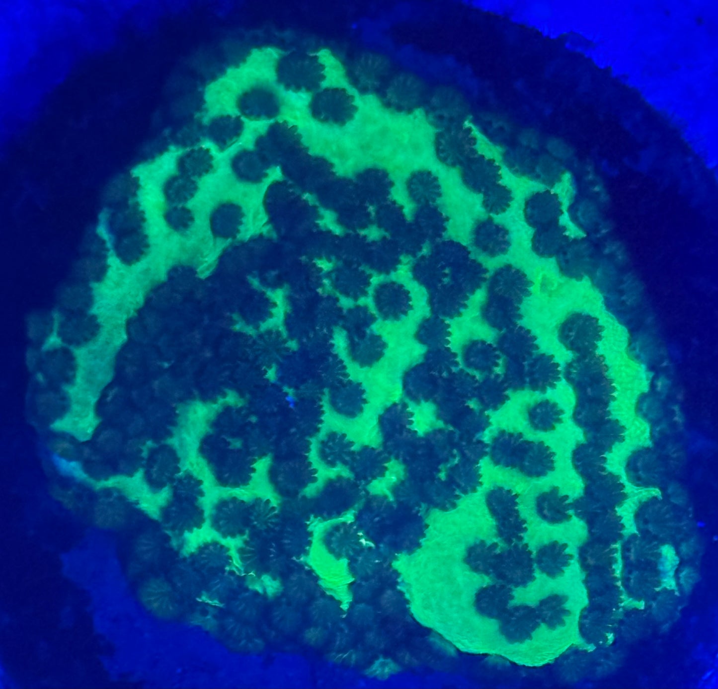 Green Montipora- Auction