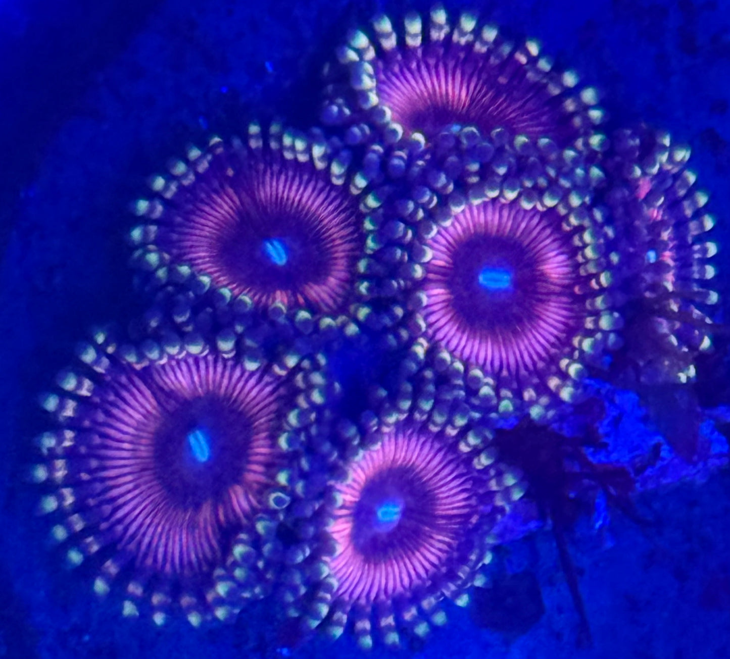 Zoas - Auction
