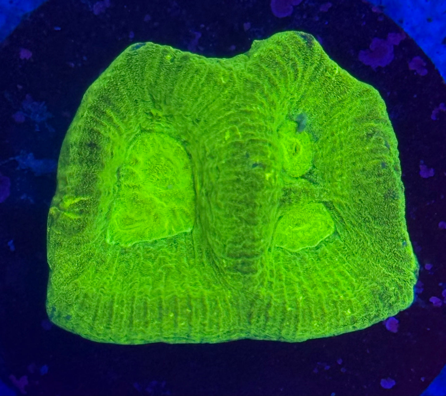 Toxic Green Favia - Auction