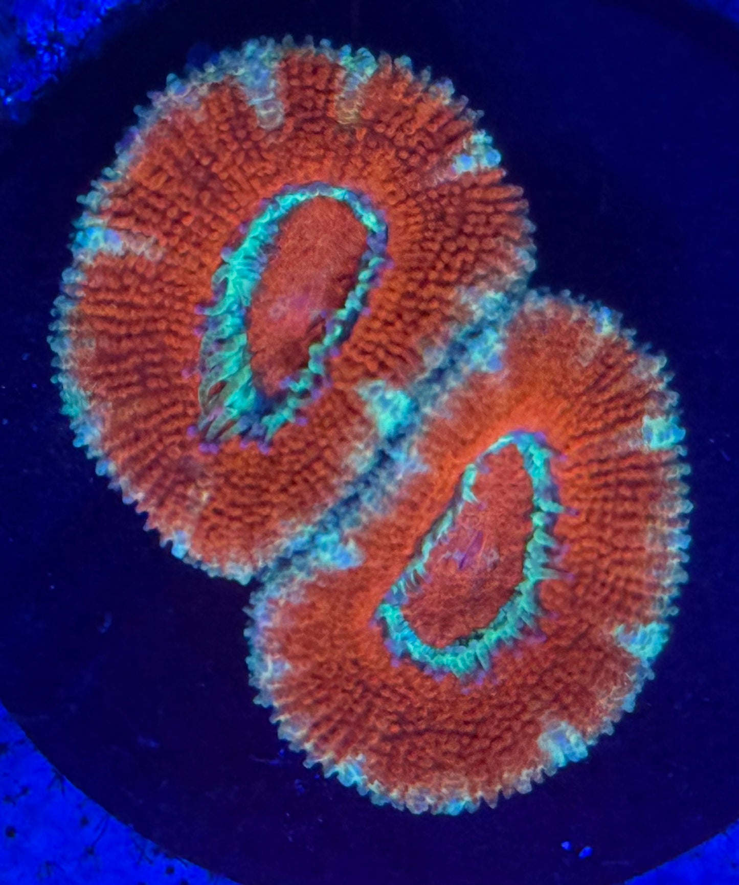 Orange and Teal Acan- Auction