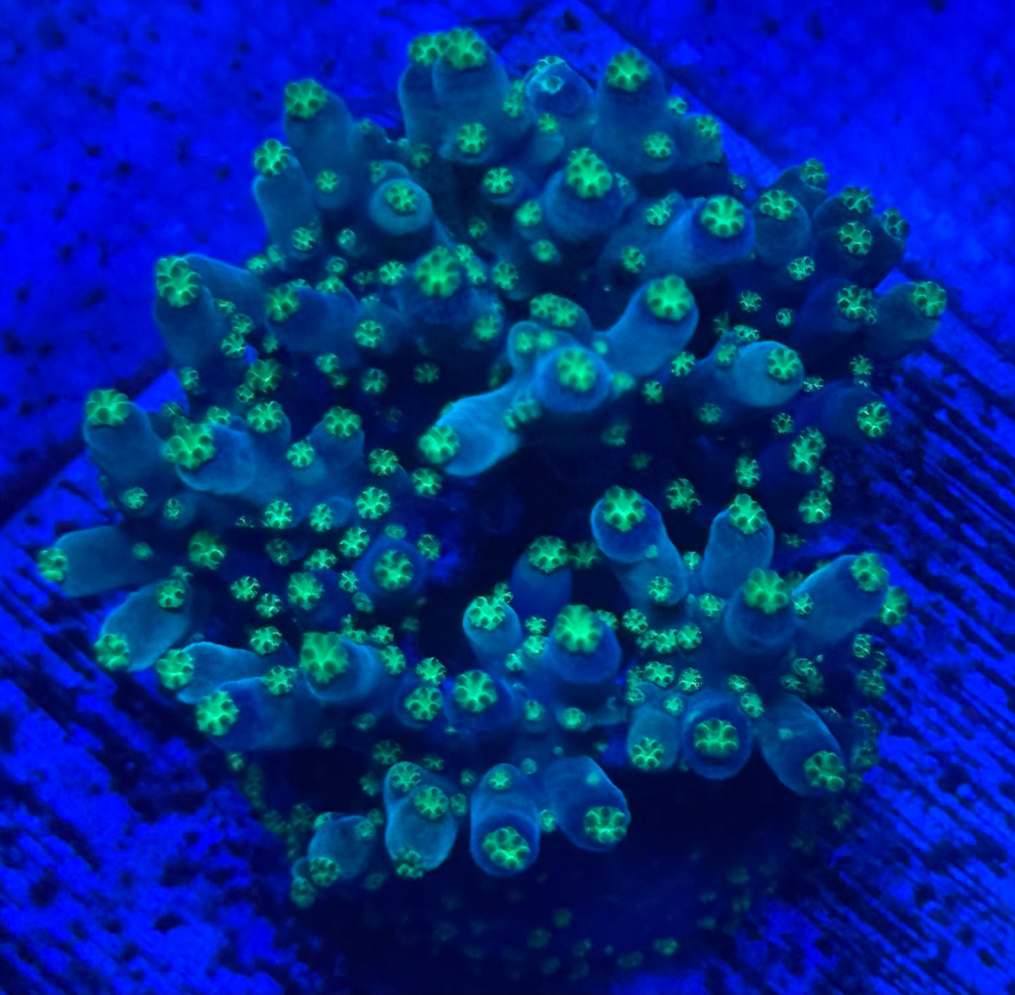 Acropora Mini Colony- Auction