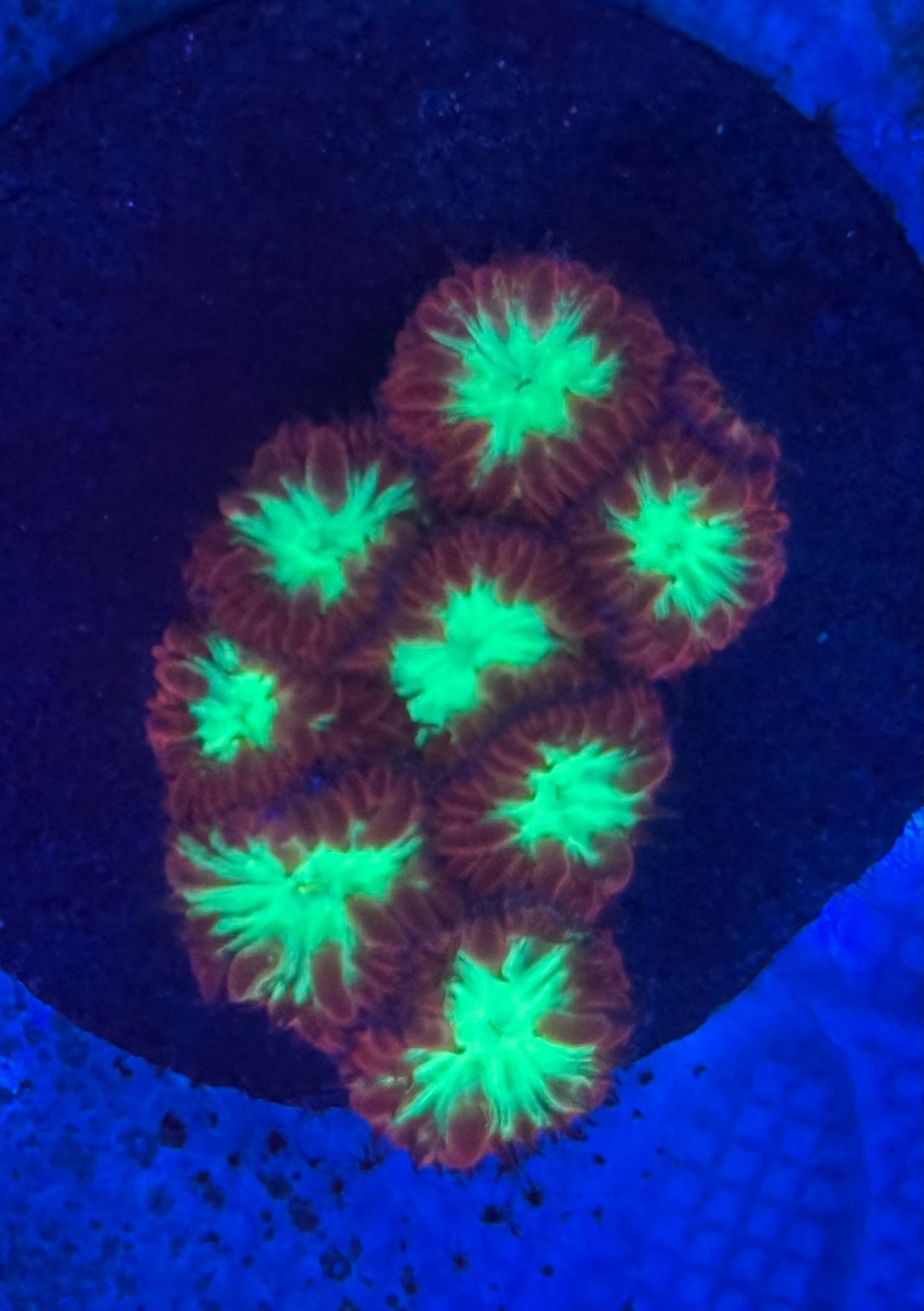 Blasto Merleti mini Colony- Auction