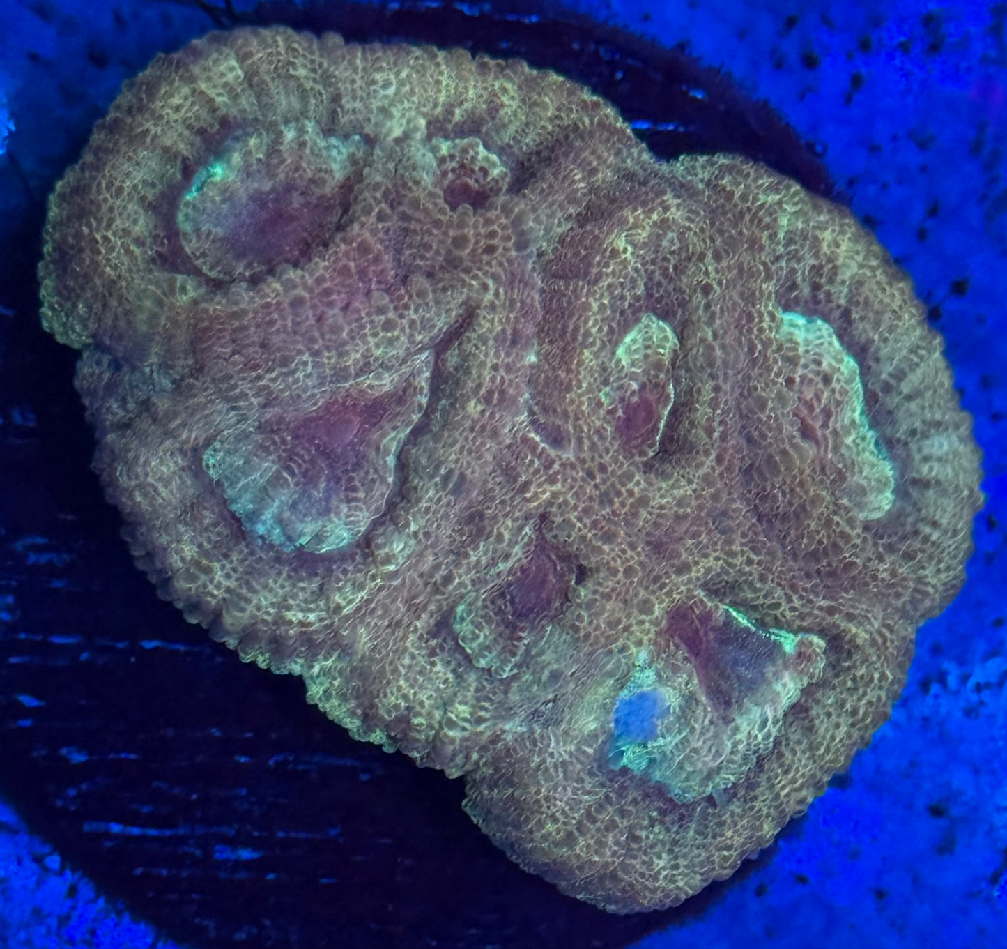 Golden Peach Favia- Auction