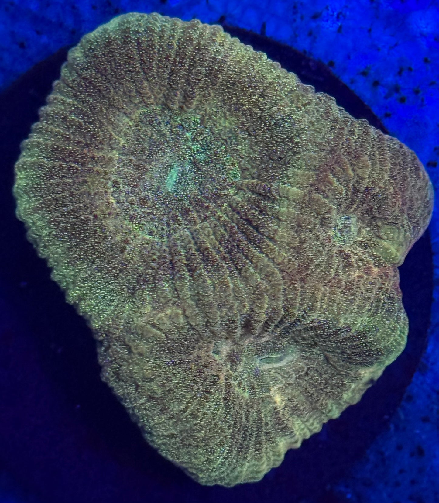 Gold Dusted Favia- Auction