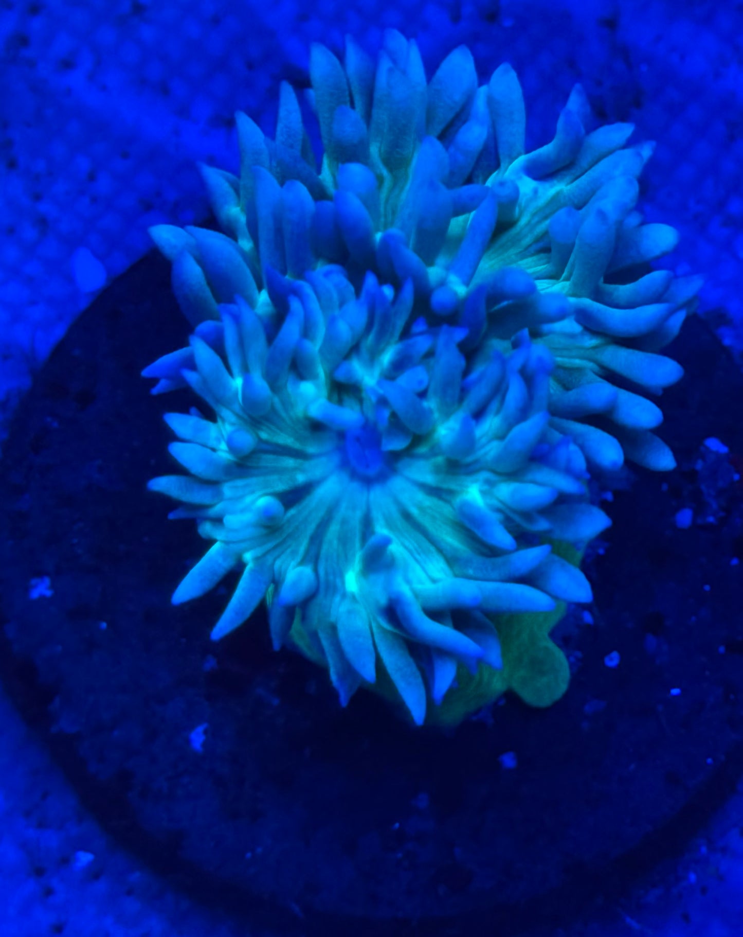 Blue and Green Duncan - Auction