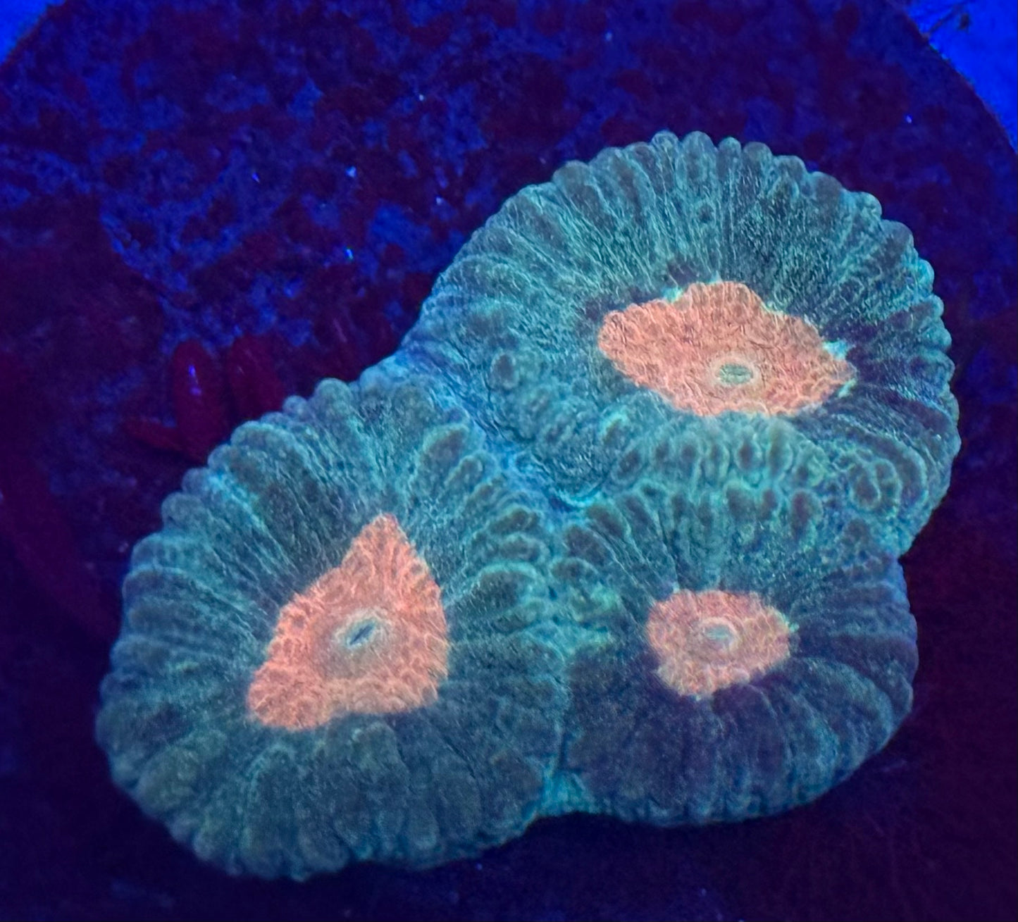 Tangerine Eye Favia- Auction