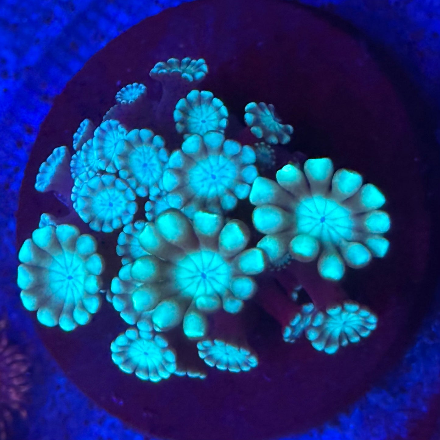 Teal/ Dark Stalk Alveopora- Auction
