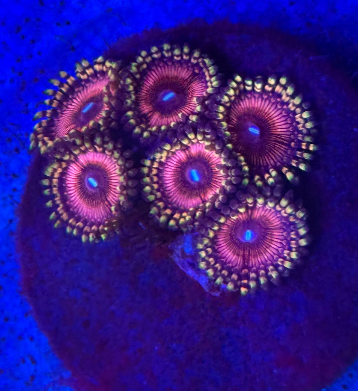 Zoas- Auction