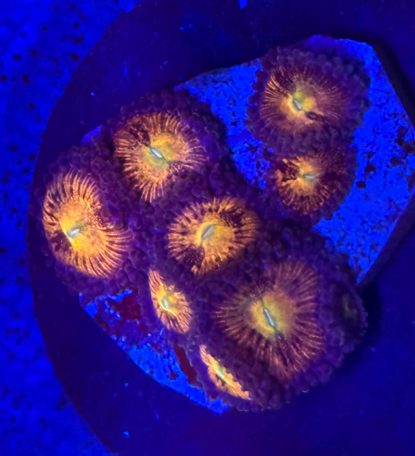 Zoas- Auction