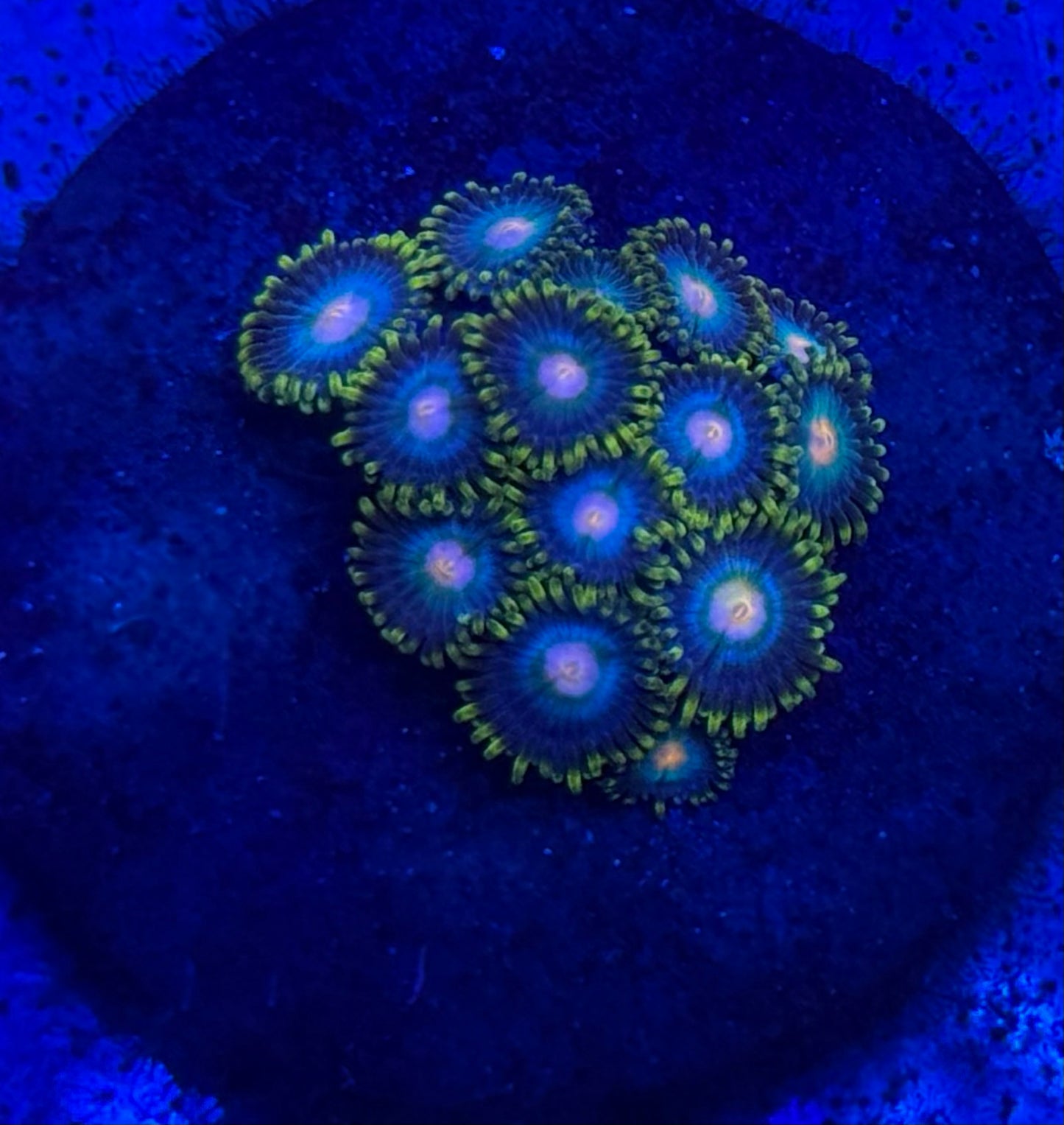 Zoas- Auction