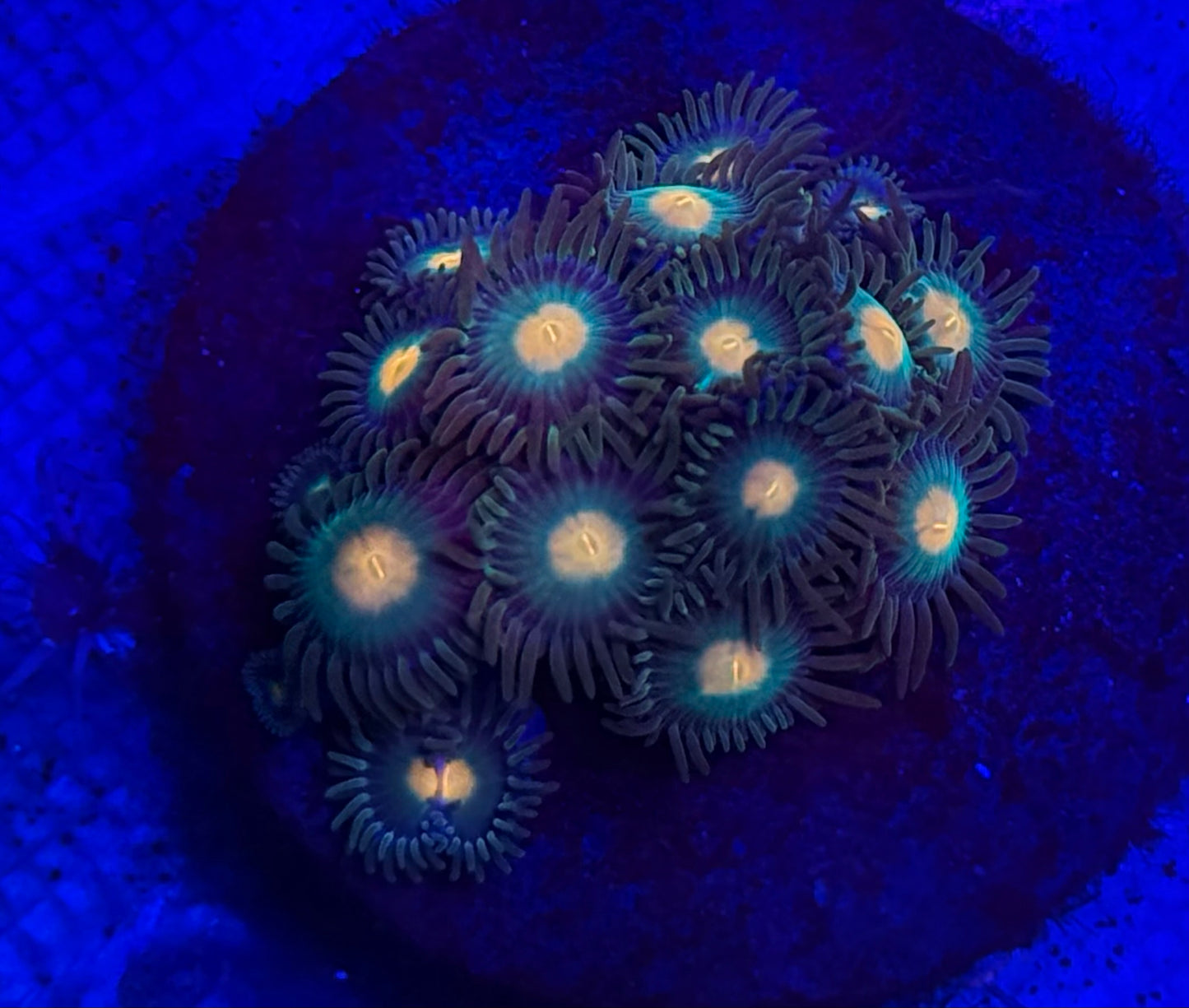 Gorilla Nipples Zoas- Auction