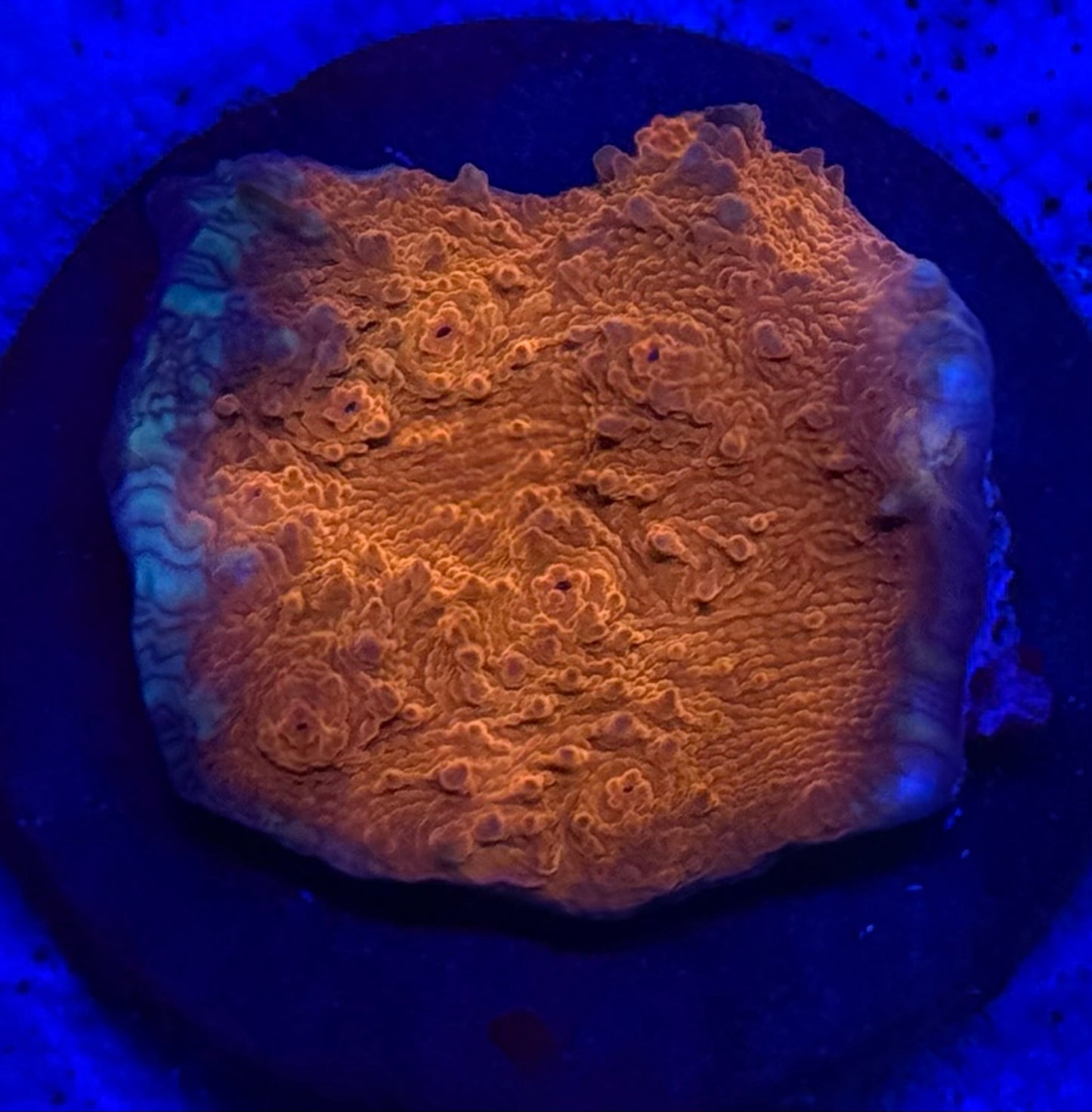 Copper Chalice- Auction