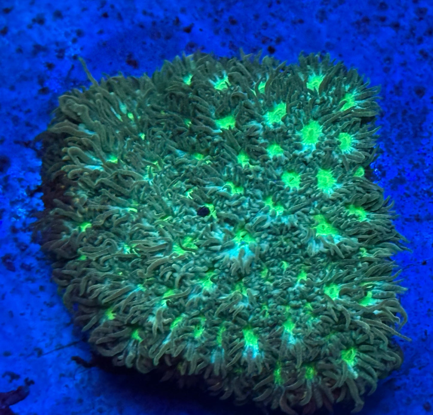 Green Leptastrea- Auction