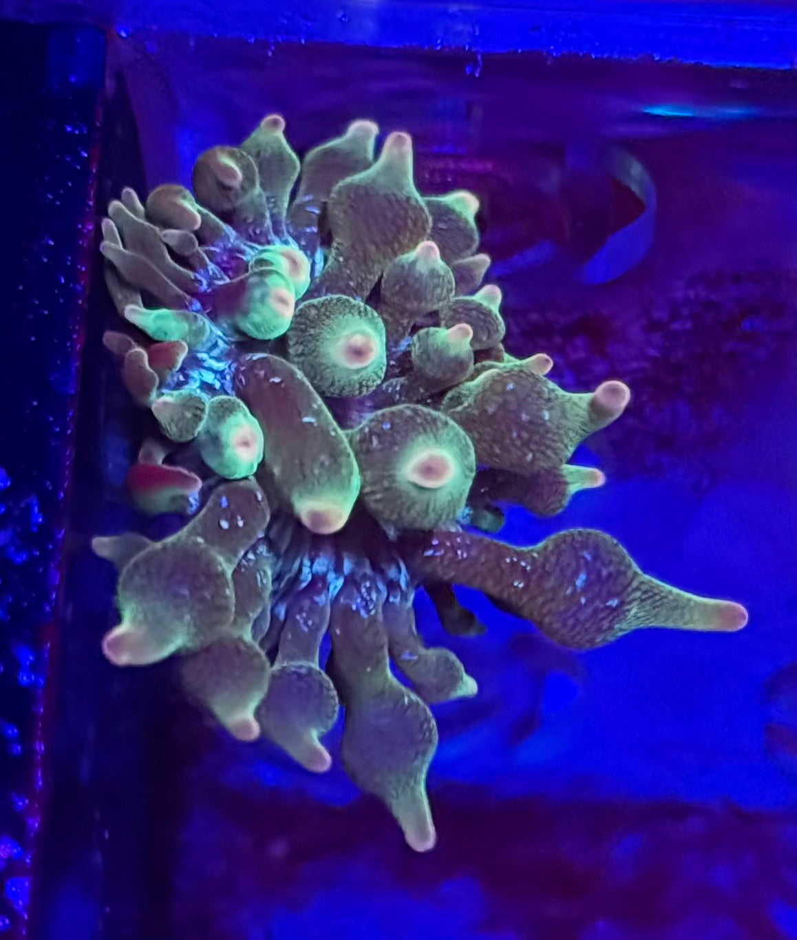 Nexus Joker Bubble Tip Anemone- Auction