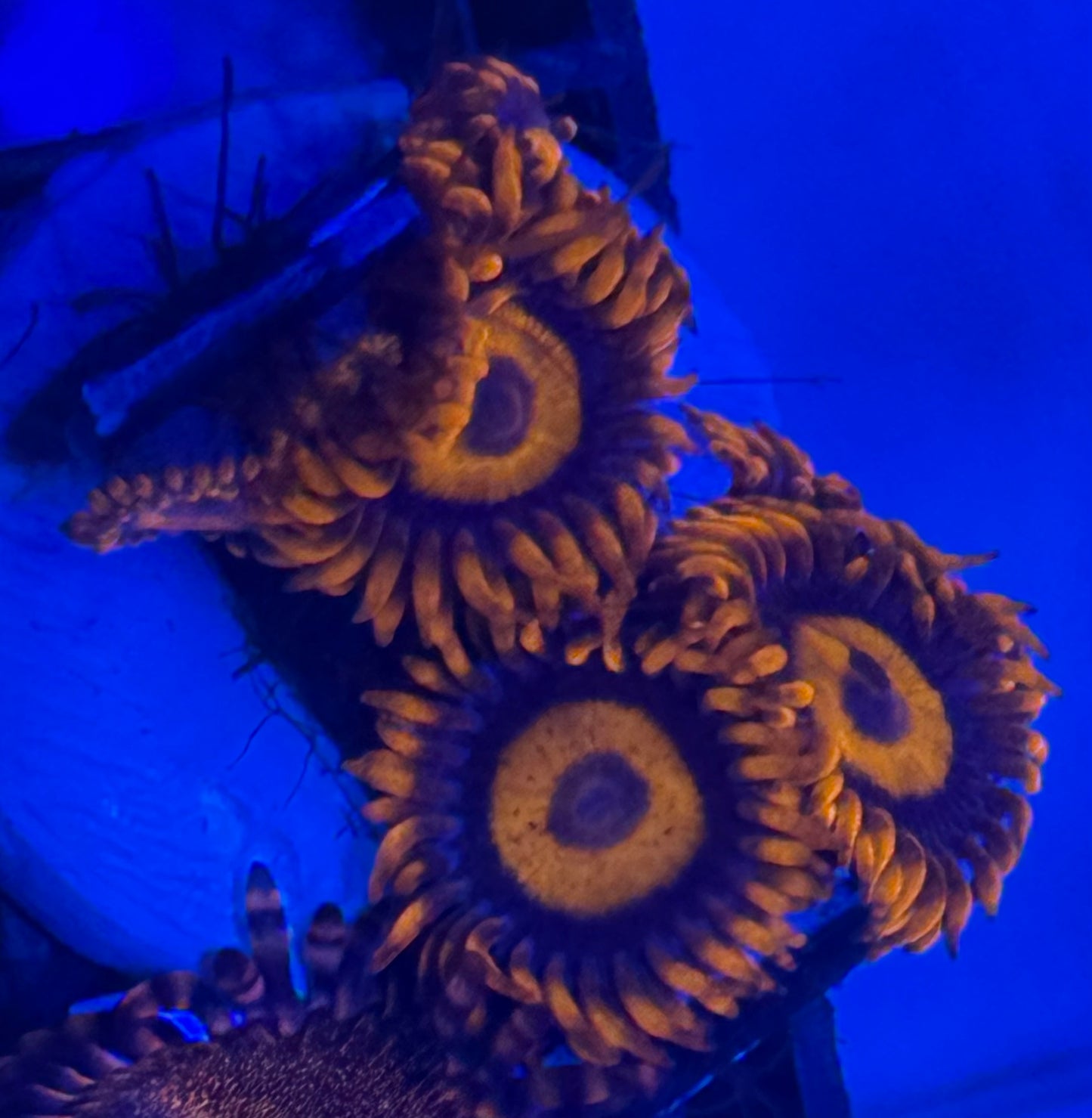 Orange-oxide Zoa- Auction
