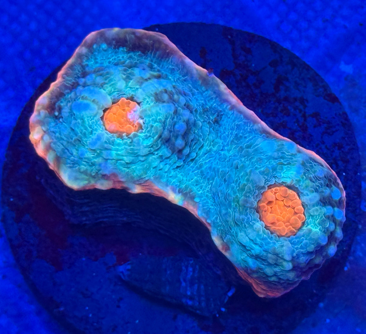 Orange Rim Aussie Chalice - Auction