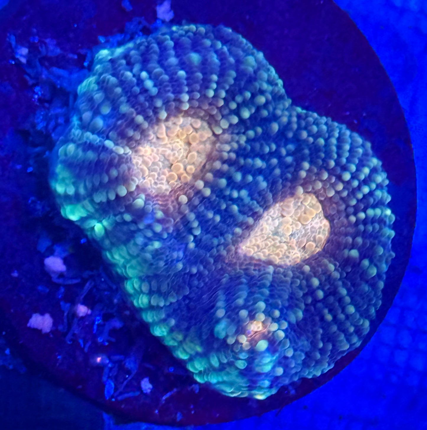 Peach Freeze Echinata- Auction
