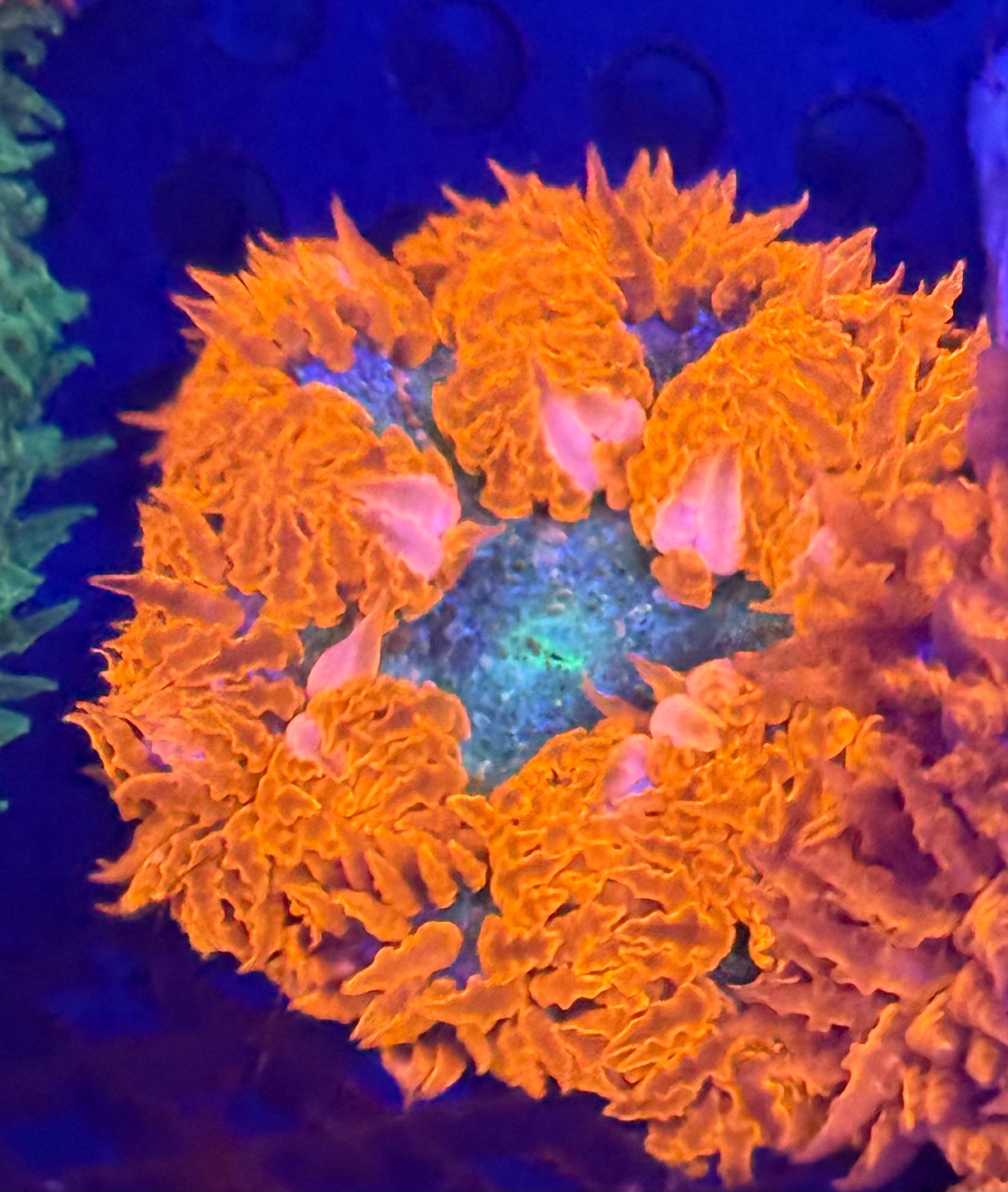 Fire Red Rock Flower Anemone -Auction
