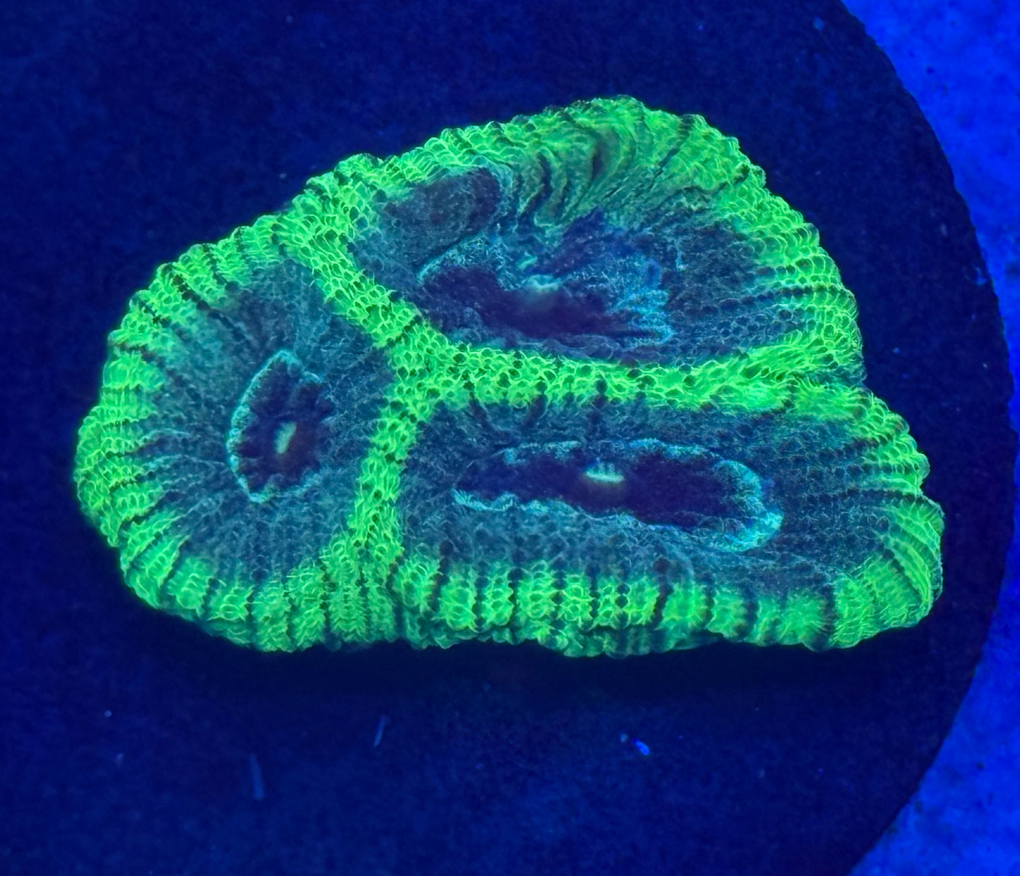 Blue and Green Fading Favia- Auction
