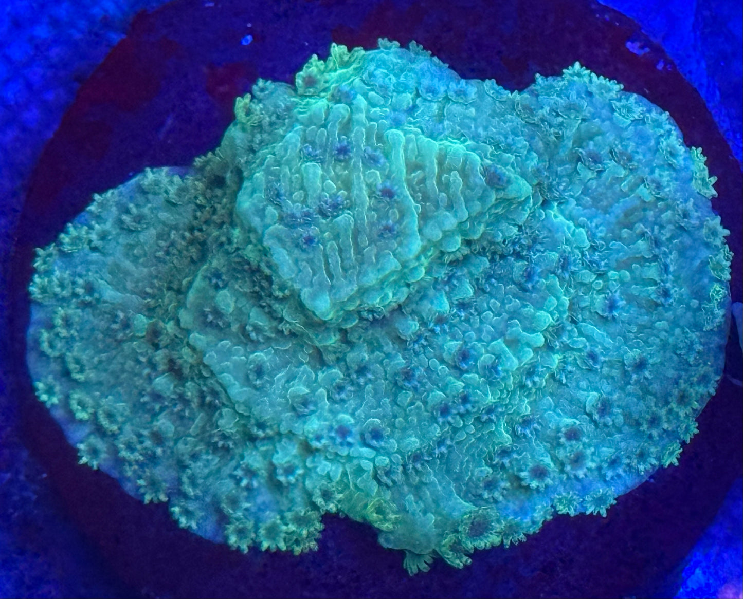 Green Plating Montipora-Auction