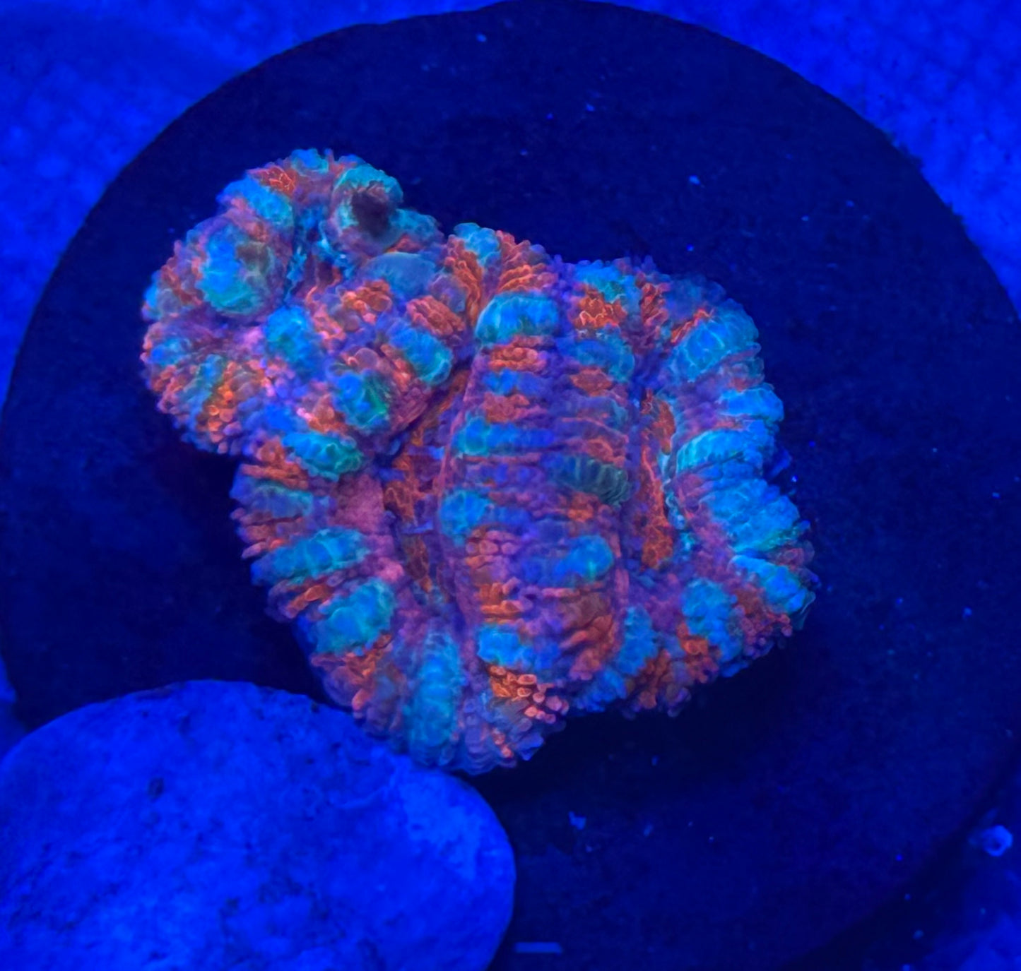 Candyland Acan- Auction