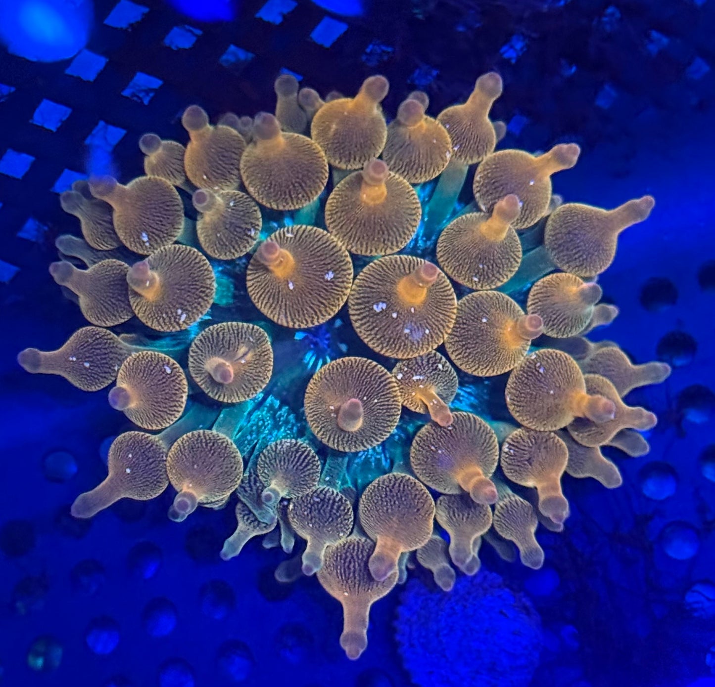 Fun Burst Bubble Tip Anemone- Auction
