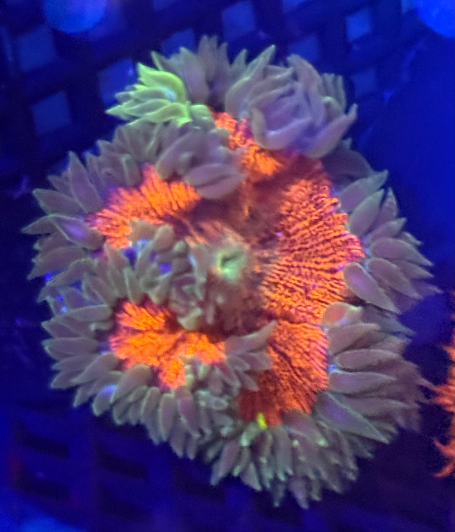 Insane Tangerine Rock Flower Anemone- Auction