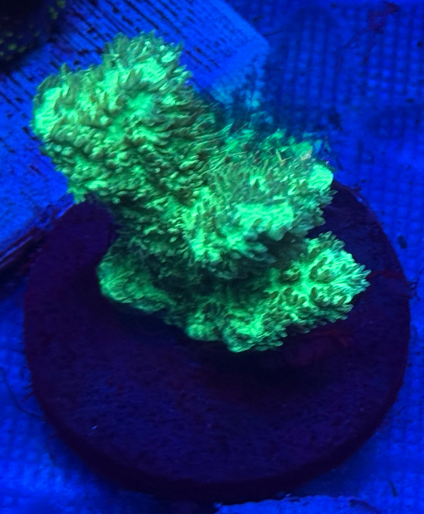Branching Hydnophora / Horn Coral- Auction