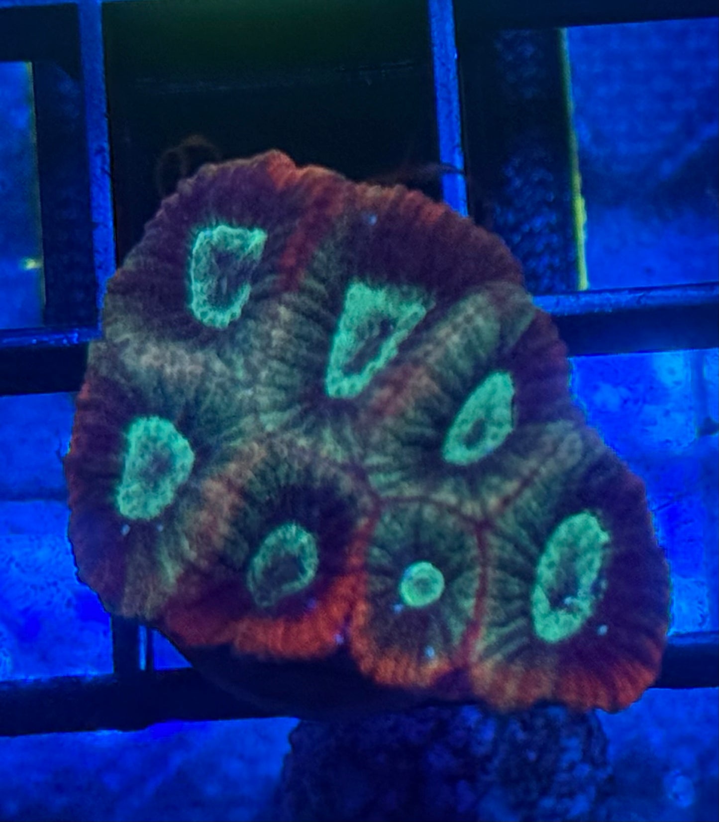 Grafted Favia- Auction