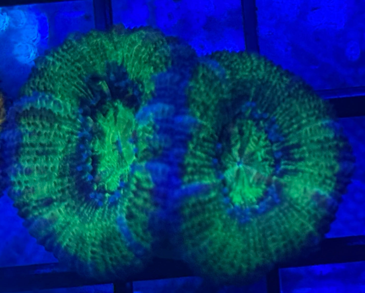 Green and Purple Acan - Auction