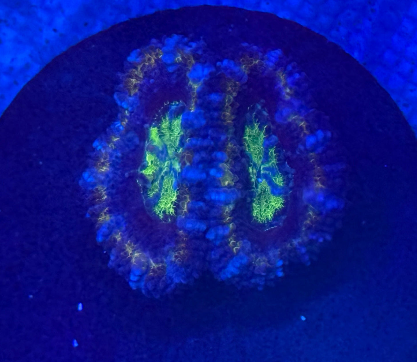 Golden Ring Acan- Auction