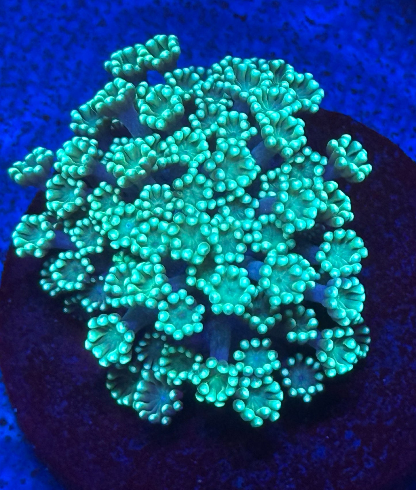 Neon Green Alveopora- Auction