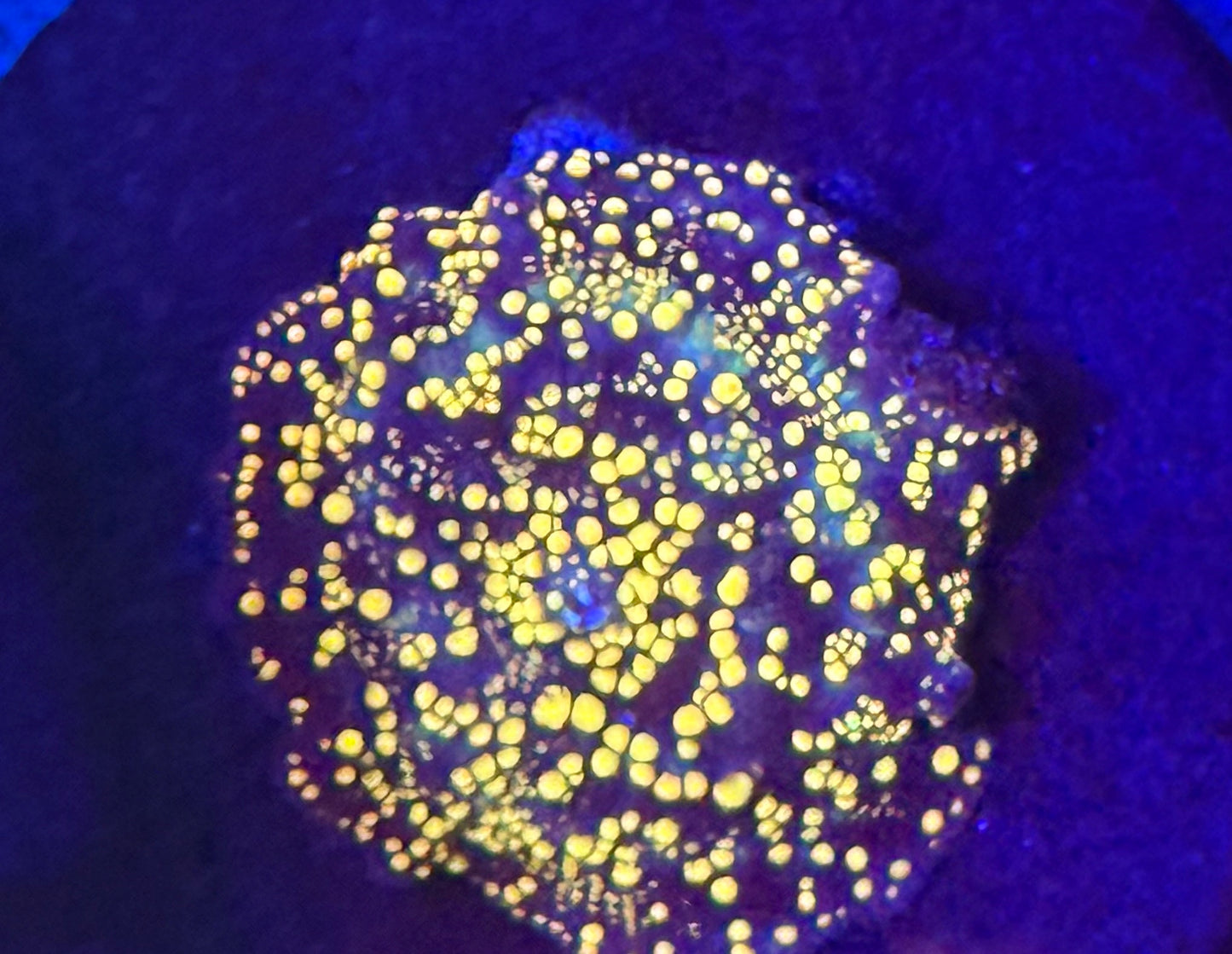 Yellow Interstellar Mushroom- Auction