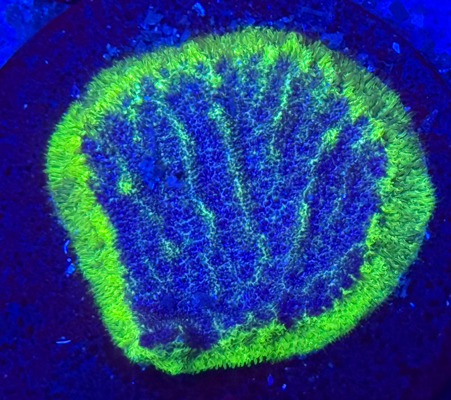 Blue center green rim Encrusting Coral- Auction