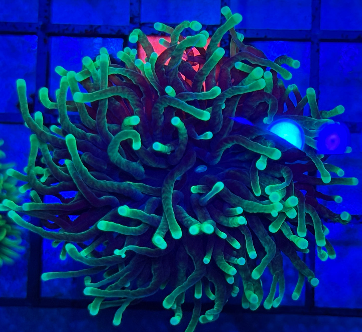 Faded Torch Coral- Auction