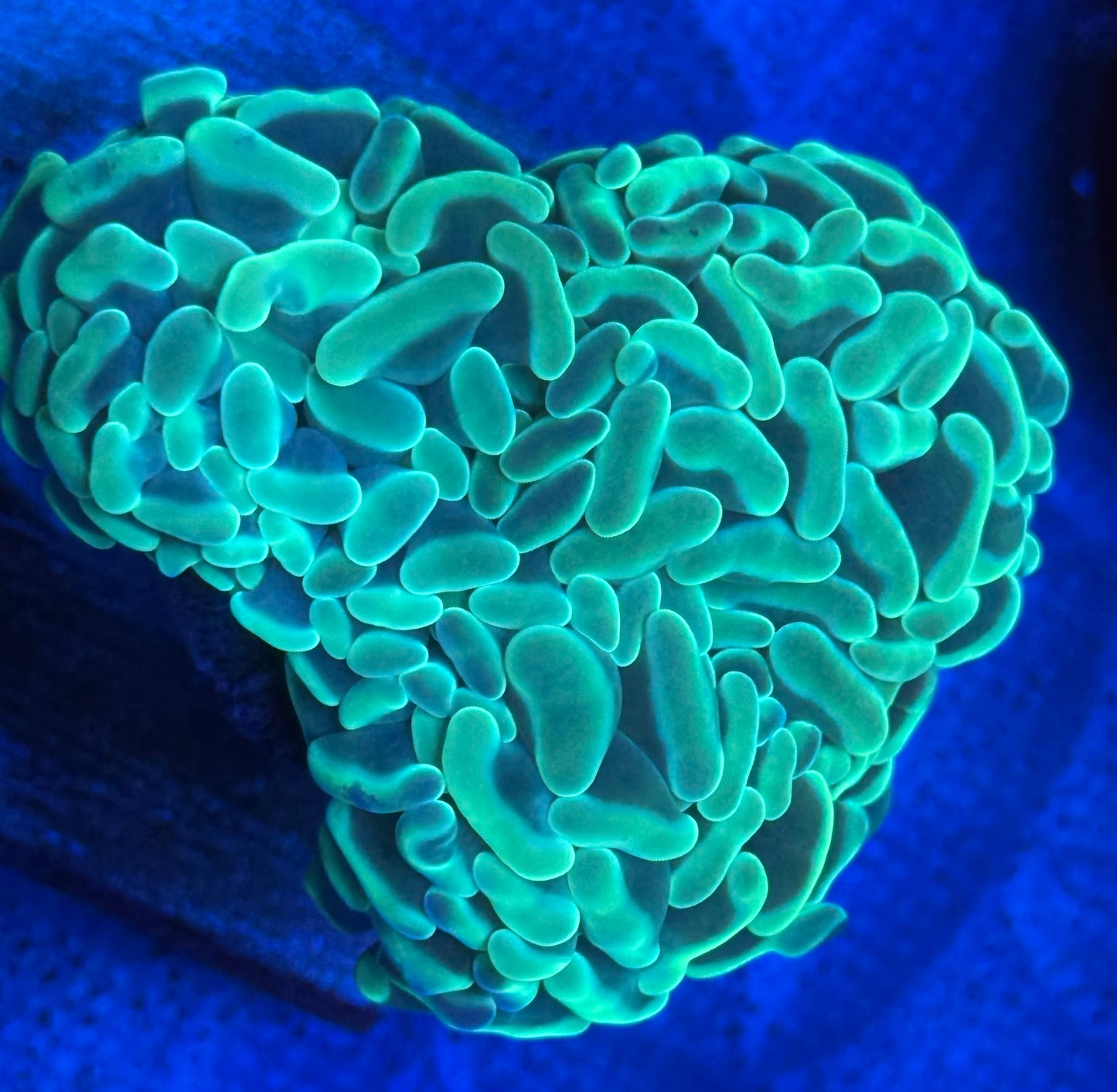 Mint Green Blue Hammer- Auction
